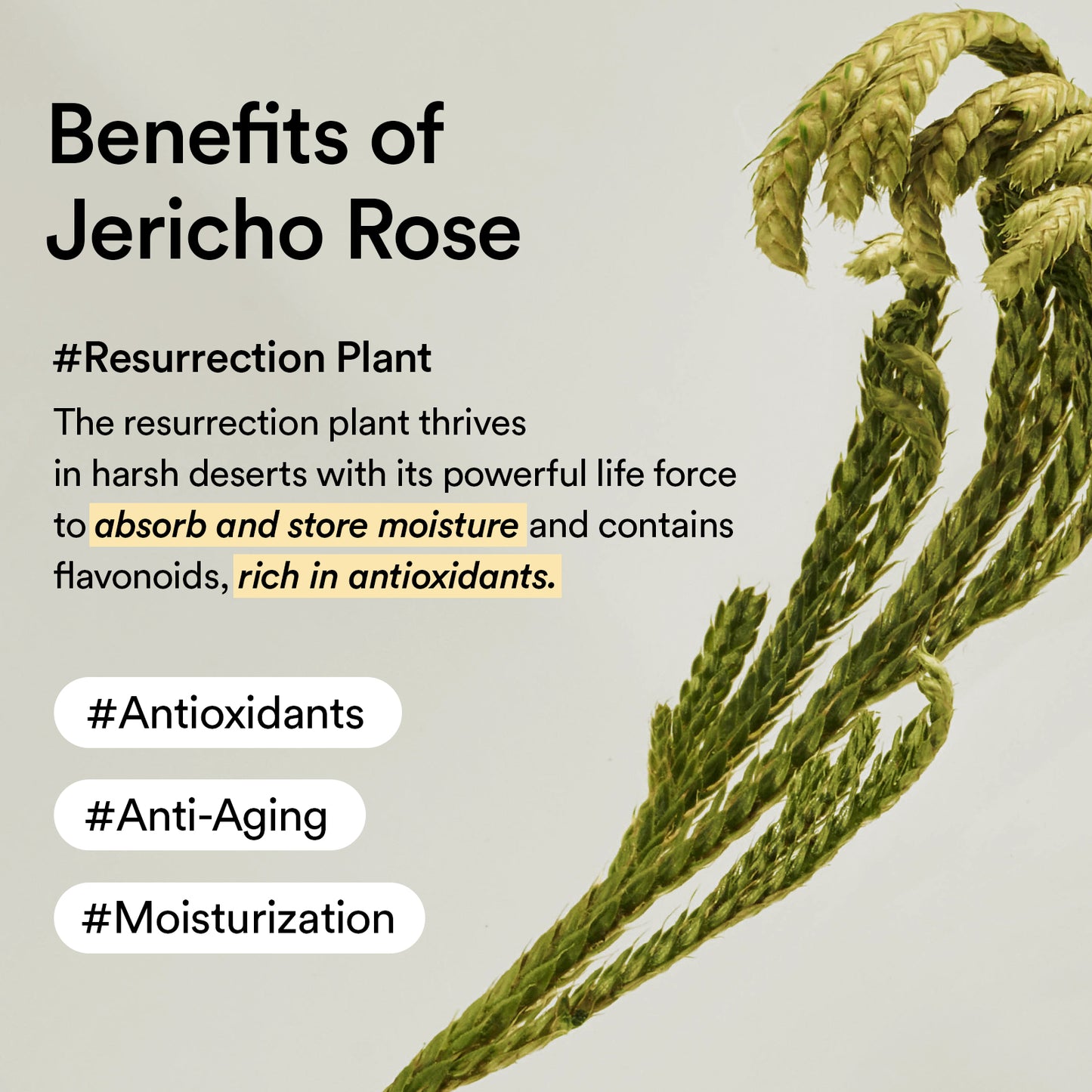 Abib Jericho Rose Collagen Eye Patch
