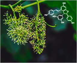 Vegetology Crème Éclaircissante à la Viniférine